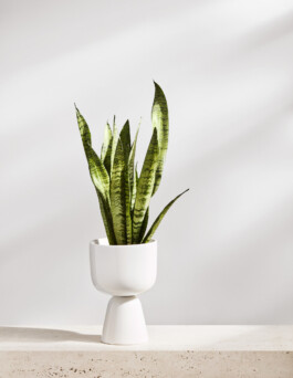 Ana Fernandes is a Brand Manager & Producer based in Porto, Portugal.